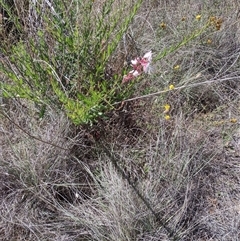 Oenothera lindheimeri (Clockweed) at Chisholm, ACT - 18 Nov 2024 by PatMASH