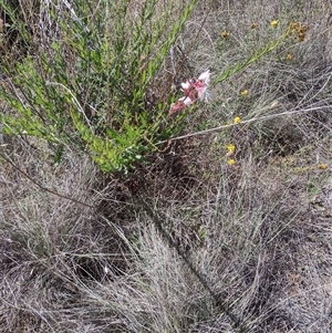 Oenothera lindheimeri at Chisholm, ACT - 18 Nov 2024