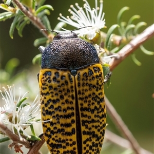 Stigmodera macularia at Penrose, NSW - 16 Nov 2024