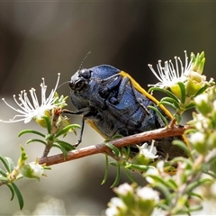 Stigmodera macularia at Penrose, NSW - 16 Nov 2024