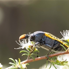 Stigmodera macularia at Penrose, NSW - 16 Nov 2024