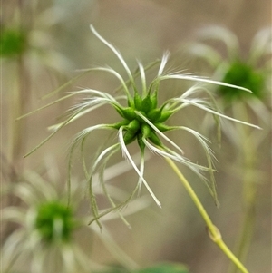 Clematis leptophylla (Small-leaf Clematis, Old Man's Beard) at Bungonia, NSW by Aussiegall