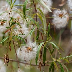 Clematis leptophylla at Bungonia, NSW - 17 Nov 2024