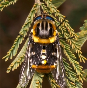 Scaptia (Scaptia) auriflua at Ainslie, ACT - 17 Nov 2024