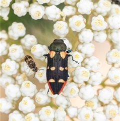 Castiarina interstitialis (A jewel beetle) at Bungonia, NSW - 17 Nov 2024 by Aussiegall