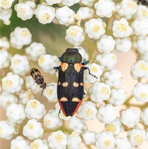 Castiarina interstitialis at Bungonia, NSW - 17 Nov 2024