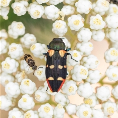 Castiarina interstitialis (A jewel beetle) at Bungonia, NSW - 17 Nov 2024 by Aussiegall