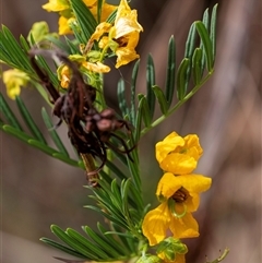 Senna aciphylla (Sprawling Cassia) at Bungonia, NSW - 17 Nov 2024 by Aussiegall