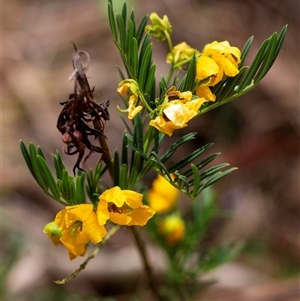 Senna aciphylla at Bungonia, NSW - 17 Nov 2024 12:57 PM