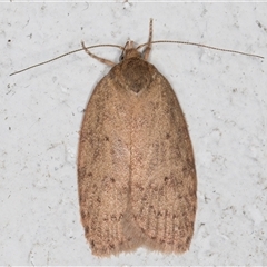 Garrha (genus) (A concealer moth) at Melba, ACT - 15 Nov 2024 by kasiaaus