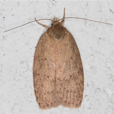 Garrha (genus) (A concealer moth) at Melba, ACT - 15 Nov 2024 by kasiaaus