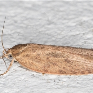 Garrha (genus) at Melba, ACT - 15 Nov 2024 11:09 PM