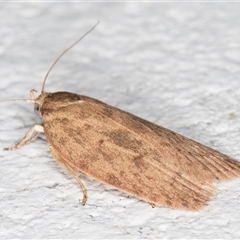 Garrha (genus) at Melba, ACT - 15 Nov 2024 11:09 PM