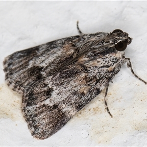 Spectrotrota fimbrialis at Melba, ACT - 15 Nov 2024 11:11 PM