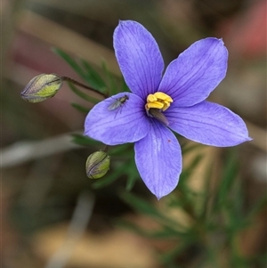 Cheiranthera linearis at Gundary, NSW - 17 Nov 2024