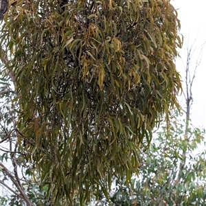 Amyema miquelii (Box Mistletoe) at Gundary, NSW by Aussiegall