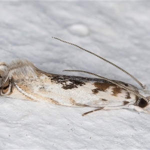 Erechthias mystacinella (Tineidae) at Melba, ACT by kasiaaus