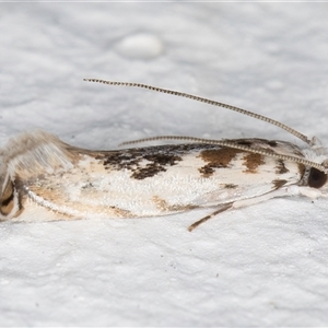 Erechthias mystacinella at Melba, ACT - 15 Nov 2024 11:12 PM