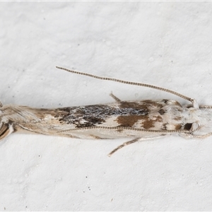 Erechthias mystacinella at Melba, ACT - 15 Nov 2024 11:12 PM