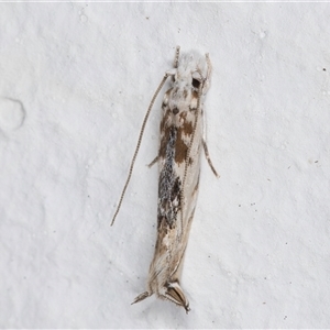 Erechthias mystacinella at Melba, ACT - 15 Nov 2024 11:12 PM