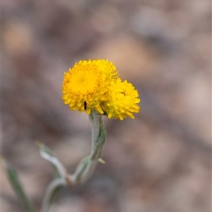 Chrysocephalum apiculatum at Gundary, NSW - 17 Nov 2024