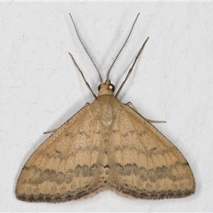 Scopula rubraria at Melba, ACT - 15 Nov 2024 11:13 PM