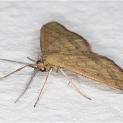 Scopula rubraria at Melba, ACT - 15 Nov 2024 11:13 PM