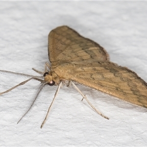 Scopula rubraria at Melba, ACT - 15 Nov 2024