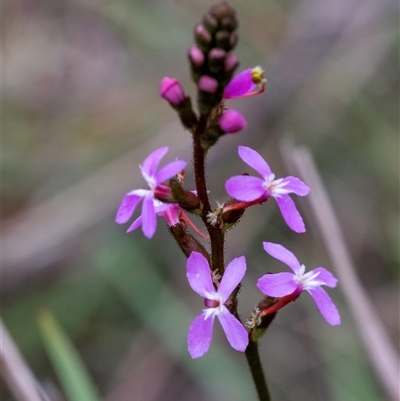 Stylidium (genus) (Trigger Plant) at Gundary, NSW - 17 Nov 2024 by Aussiegall