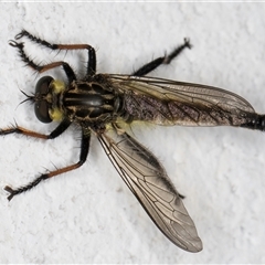 Zosteria rosevillensis (A robber fly) at Melba, ACT - 16 Nov 2024 by kasiaaus