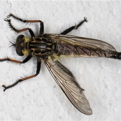 Zosteria rosevillensis (A robber fly) at Melba, ACT - 16 Nov 2024 by kasiaaus