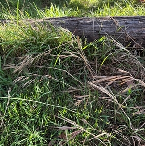 Bromus diandrus at Aranda, ACT - 18 Nov 2024