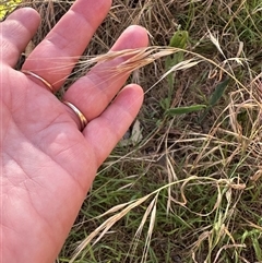 Bromus diandrus at Aranda, ACT - 18 Nov 2024