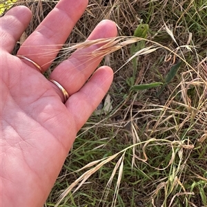 Bromus diandrus at Aranda, ACT - 18 Nov 2024 06:08 PM