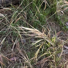 Bromus diandrus at Aranda, ACT - 18 Nov 2024