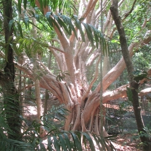 Syzygium tierneyanum at Brinsmead, QLD - 13 Nov 2024