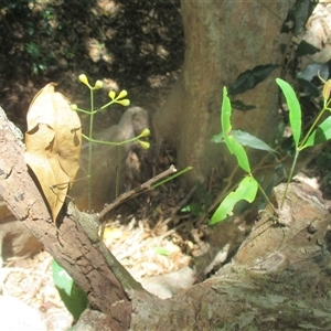 Syzygium tierneyanum at Brinsmead, QLD - 13 Nov 2024