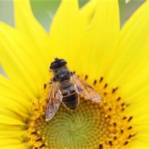 Eristalis tenax at Unanderra, NSW - 19 Dec 2016