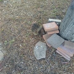 Tachyglossus aculeatus (Short-beaked Echidna) at Flynn, ACT - 18 Nov 2024 by rbannister