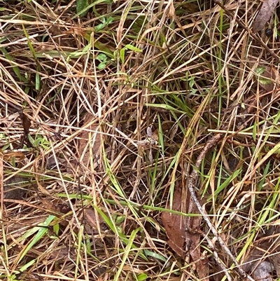 Apis mellifera at Brownlow Hill, NSW - 18 Nov 2024 by elisebird