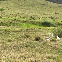 Cacatua galerita (Sulphur-crested Cockatoo) at Brownlow Hill, NSW - 15 Nov 2024 by elisebird