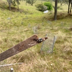 Unidentified Spider at Brownlow Hill, NSW - 14 Nov 2024 by elisebird