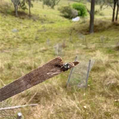 Unidentified Spider at Brownlow Hill, NSW - 14 Nov 2024 by elisebird