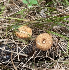 Lentinus arcularius (Fringed Polypore) at Brownlow Hill, NSW - 14 Nov 2024 by elisebird