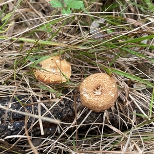 Lentinus arcularius at Brownlow Hill, NSW - 14 Nov 2024