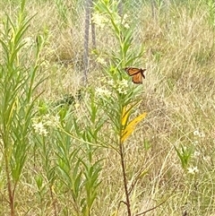 Danaus plexippus (Monarch) at Brownlow Hill, NSW - 14 Nov 2024 by elisebird