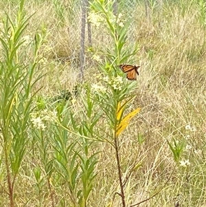 Unidentified Butterfly (Lepidoptera, Rhopalocera) at Brownlow Hill, NSW by elisebird