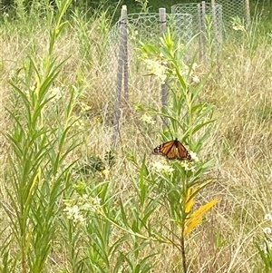 Danaus plexippus at Brownlow Hill, NSW - 14 Nov 2024 10:43 AM