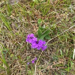 Verbena rigida at Brownlow Hill, NSW - 13 Nov 2024 by elisebird