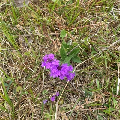 Verbena rigida at Brownlow Hill, NSW - 13 Nov 2024 by elisebird